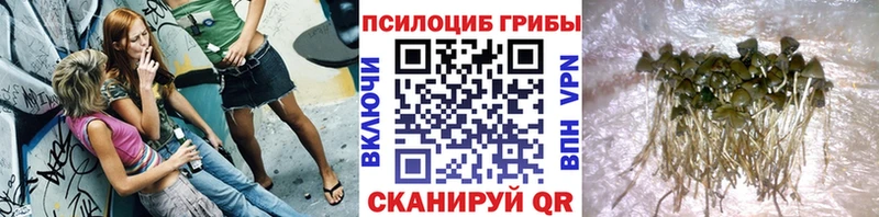 Псилоцибиновые грибы Cubensis  цены   hydra ссылка  Амурск 